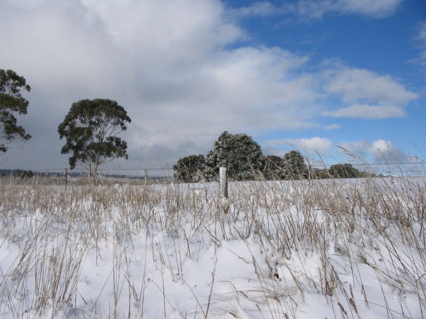 snow snow_pictures : near Shooters Hill, NSW   10 August 2005