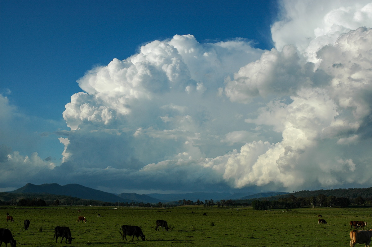 thunderstorm cumulonimbus_calvus : Kyogle, NSW   25 October 2005