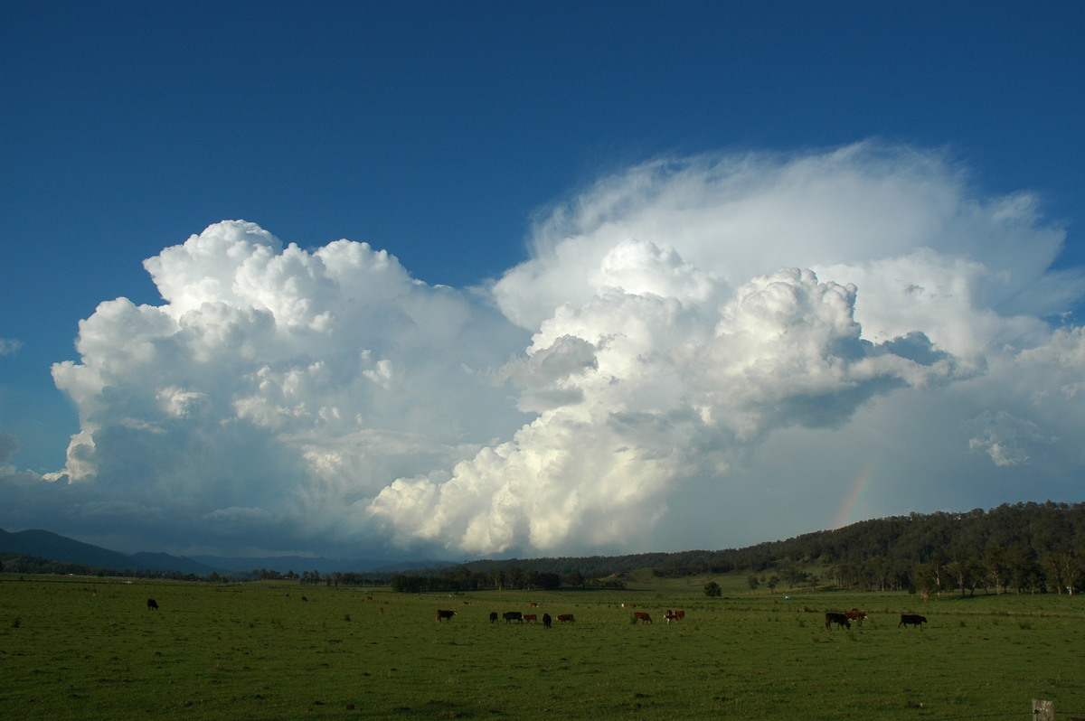 thunderstorm cumulonimbus_calvus : Kyogle, NSW   25 October 2005