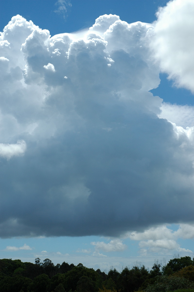 cumulus congestus : McLeans Ridges, NSW   5 November 2005