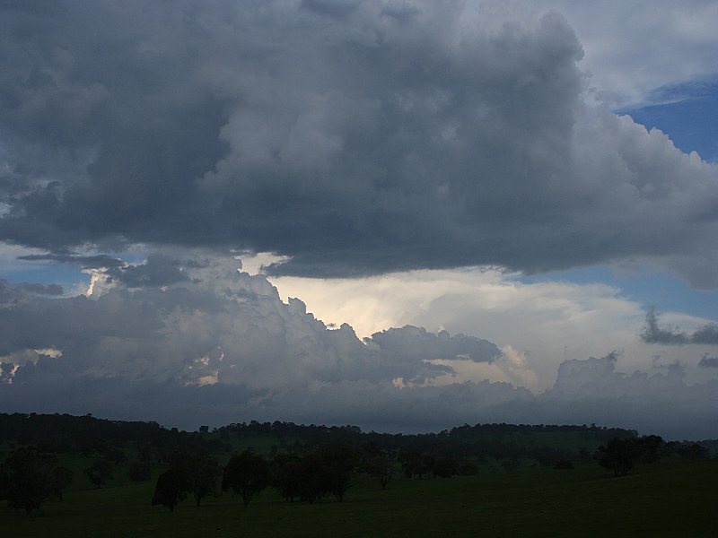 cumulus mediocris : S of Walcha, NSW   20 November 2005