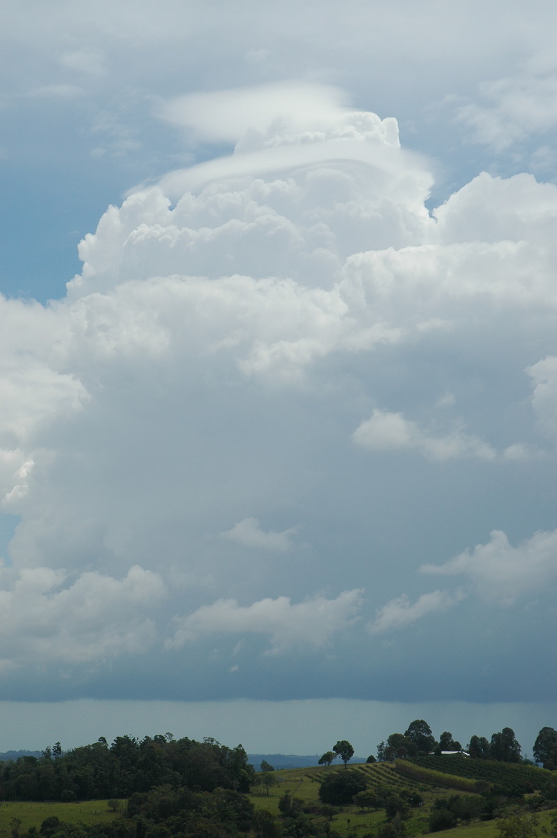 cumulus congestus : McLeans Ridges, NSW   23 November 2005