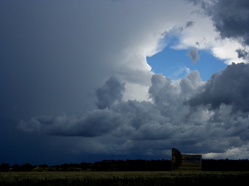 cumulus mediocris : S of Coonabarabran, NSW   25 November 2005