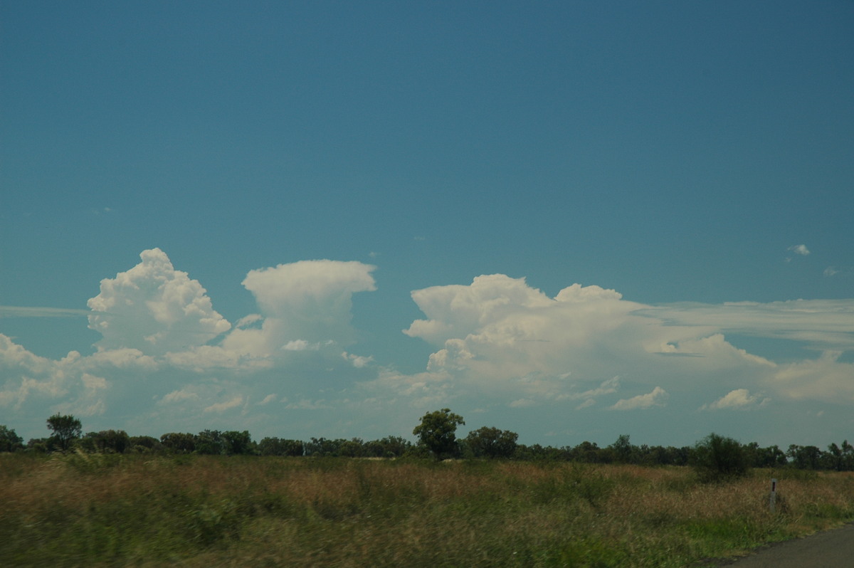 thunderstorm cumulonimbus_calvus : Collarenabri, NSW   26 November 2005