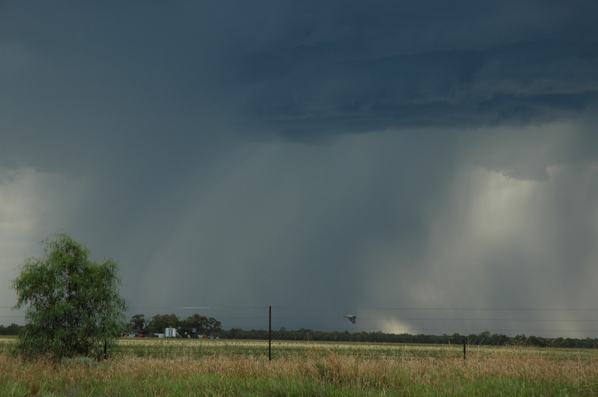 raincascade precipitation_cascade : Collarenabri, NSW   26 November 2005