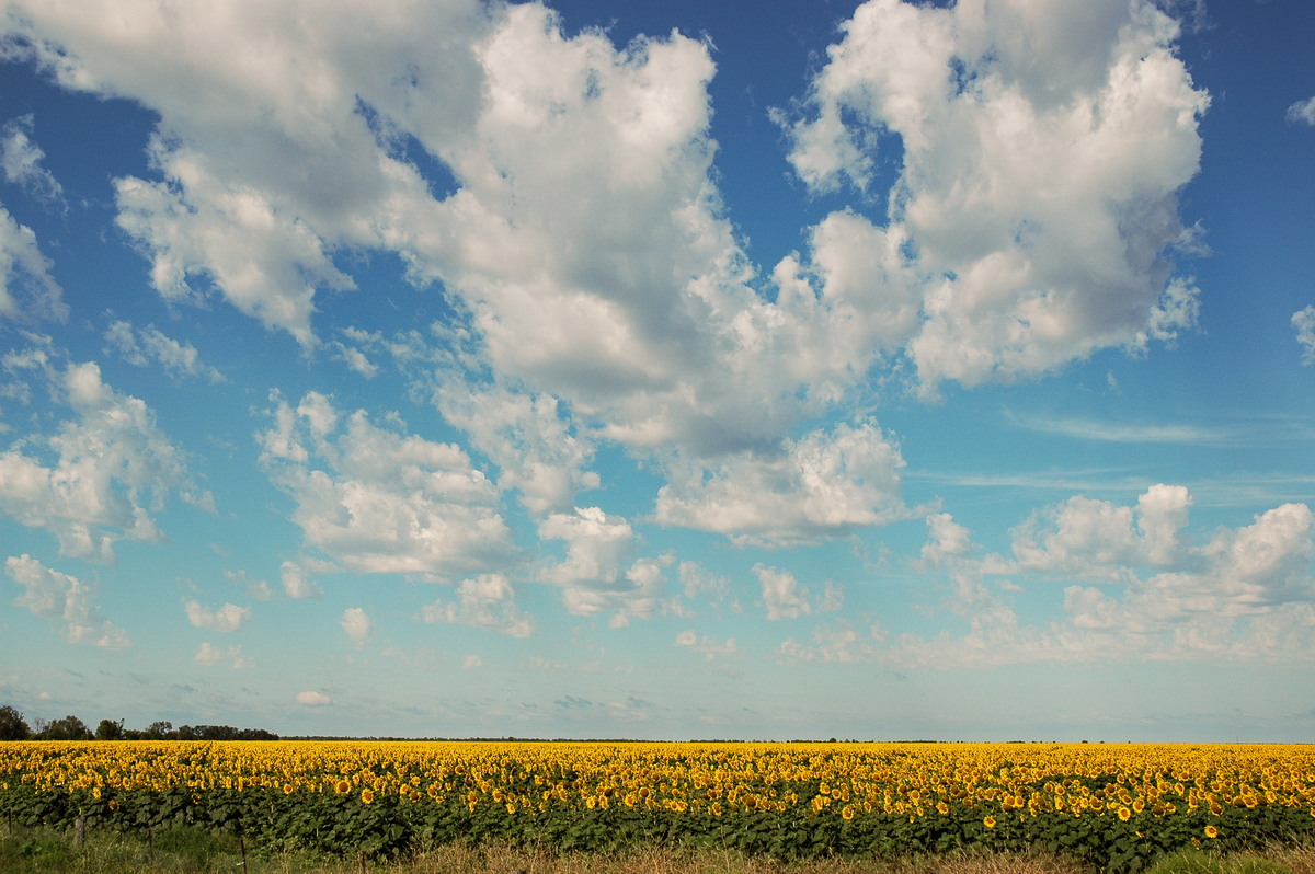 altocumulus castellanus : near Moree, NSW   27 November 2005