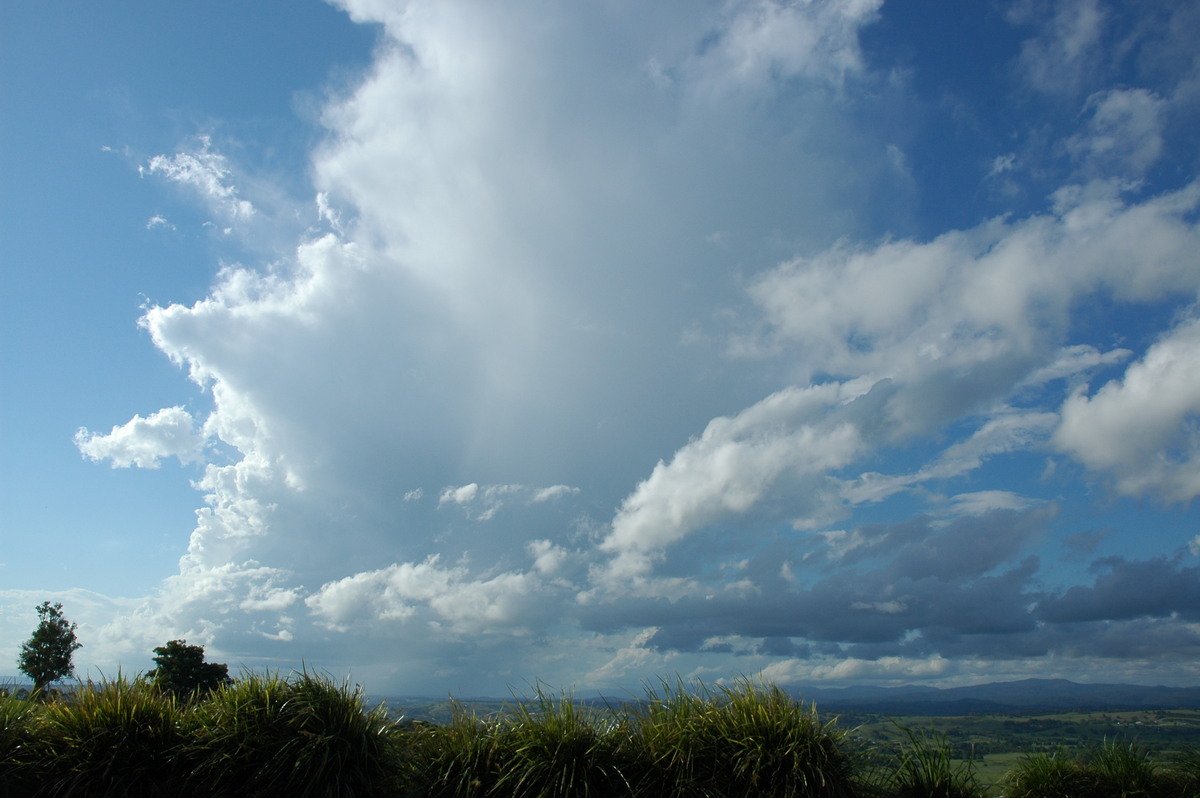 thunderstorm cumulonimbus_calvus : McLeans Ridges, NSW   29 November 2005