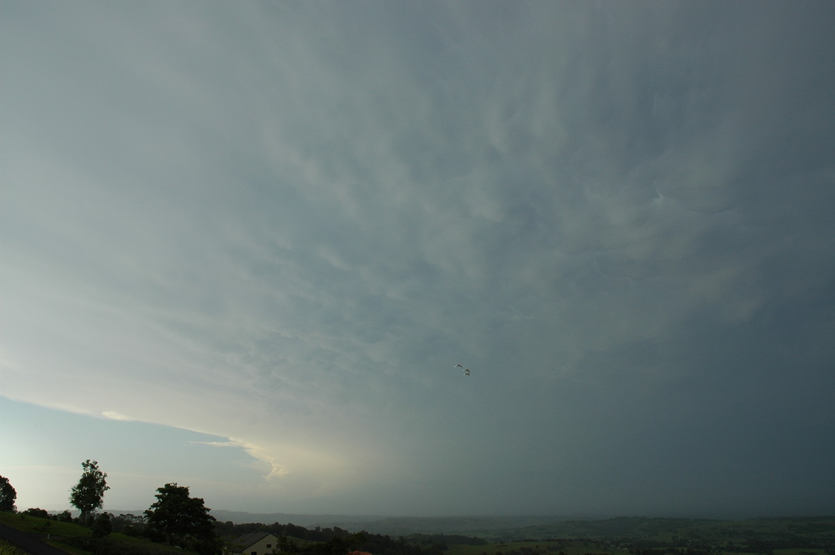 anvil thunderstorm_anvils : McLeans Ridges, NSW   25 December 2005