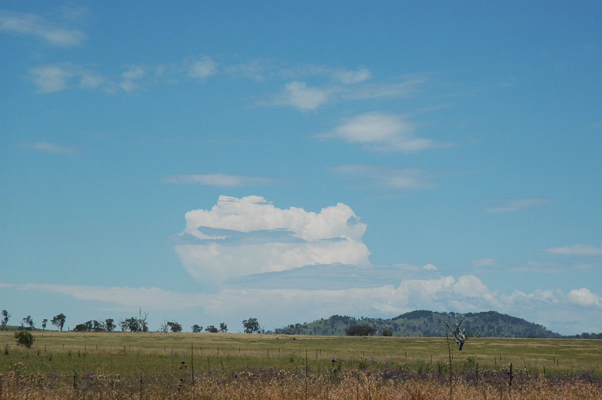 cumulus congestus : near Glen Innes, NSW   4 February 2006
