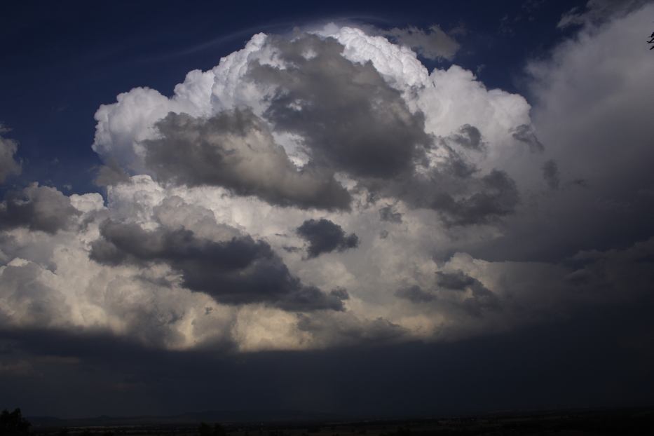 thunderstorm cumulonimbus_calvus : Gulgong, NSW   20 February 2006