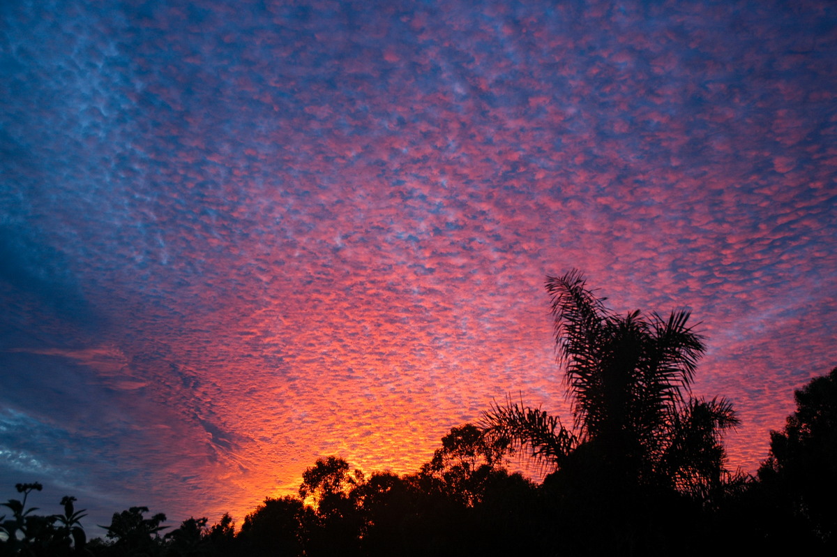 altocumulus mackerel_sky : McLeans Ridges, NSW   7 March 2006