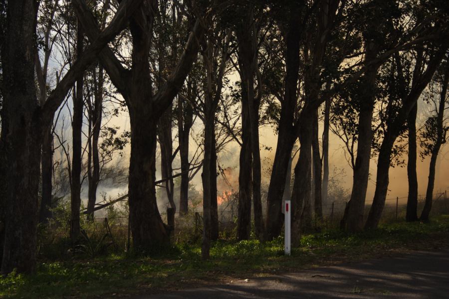 bushfire wild_fire : Scheyville, NSW   24 September 2006