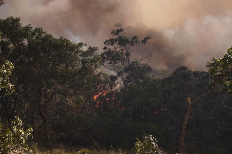 bushfire wild_fire : Pacific Park, NSW   24 September 2006