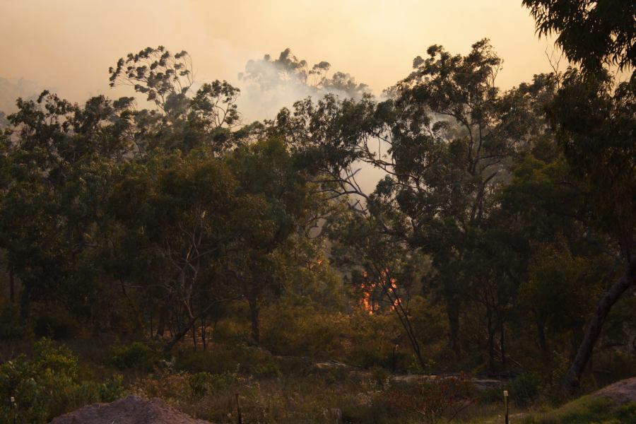 bushfire wild_fire : Pacific Park, NSW   24 September 2006