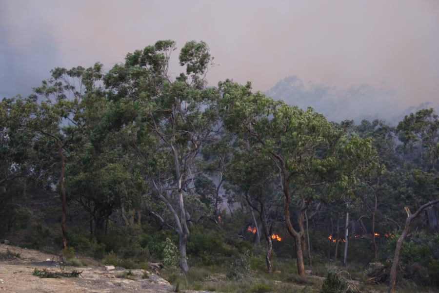 bushfire wild_fire : Pacific Park, NSW   24 September 2006