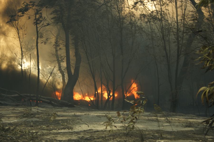 bushfire wild_fire : Pacific Park, NSW   24 September 2006