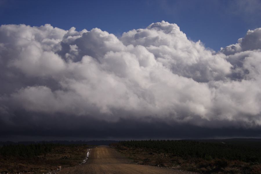 cumulus mediocris : Shooters Hill, NSW   15 November 2006