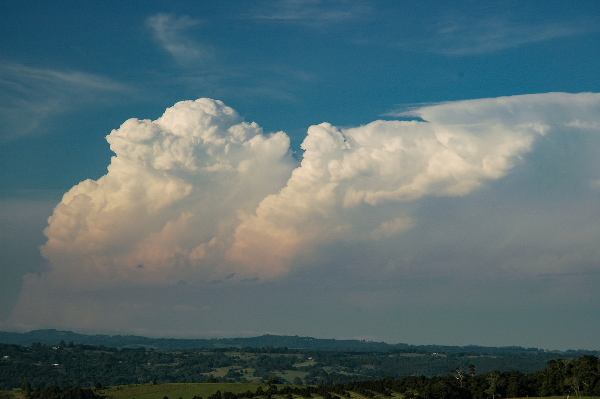 favourites michael_bath : McLeans Ridges, NSW   15 November 2006