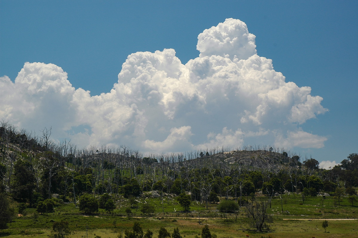 cumulus congestus : Tenterfield, NSW   24 November 2006