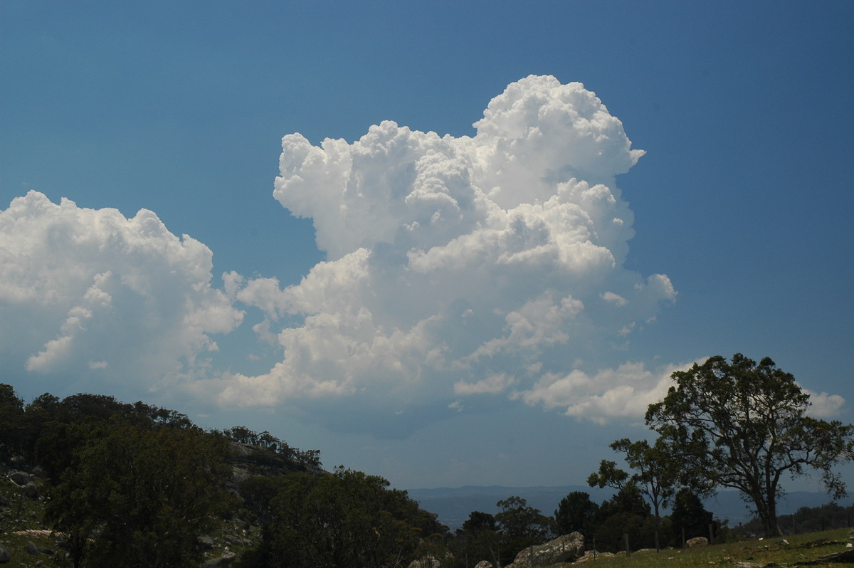 cumulus congestus : Tenterfield, NSW   24 November 2006