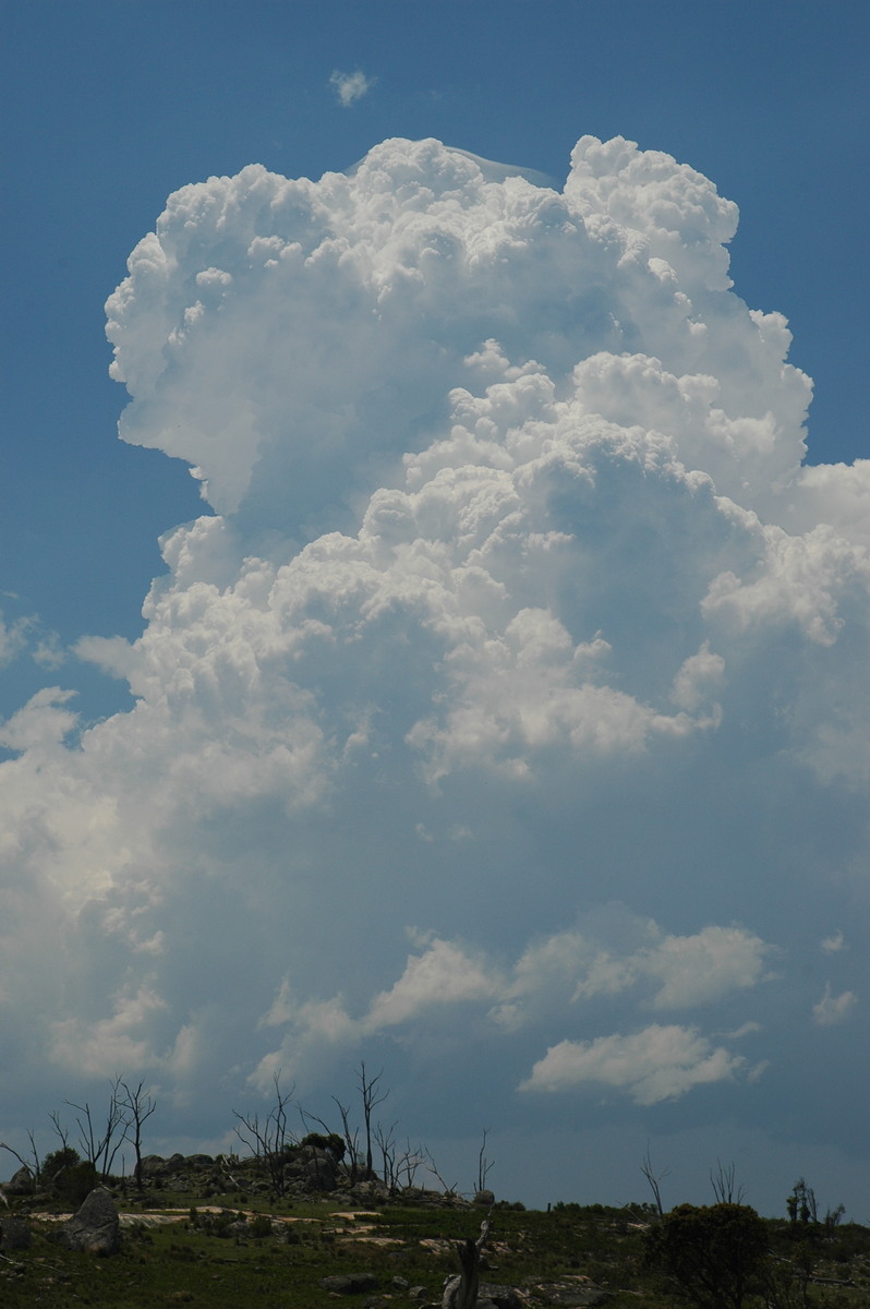 thunderstorm cumulonimbus_calvus : Tenterfield, NSW   24 November 2006