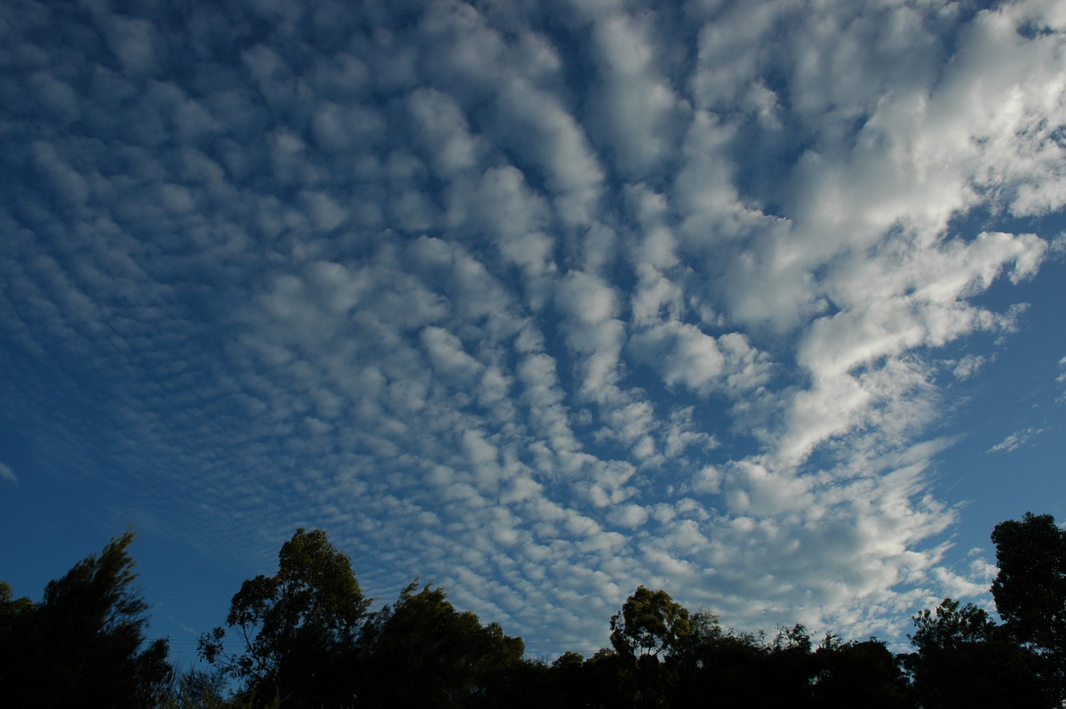 altocumulus mackerel_sky : McLeans Ridges, NSW   11 December 2006