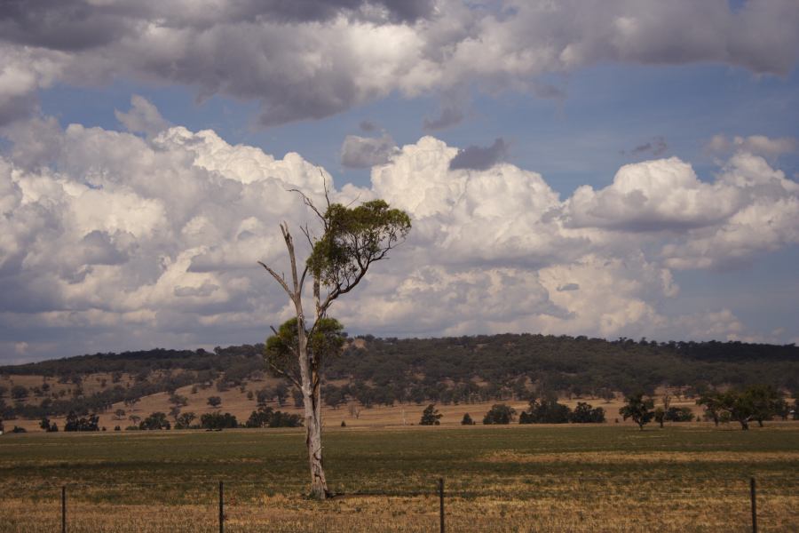 cumulus mediocris : S of Coolah, NSW   13 December 2006