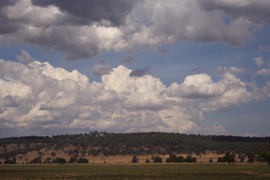 cumulus mediocris : S of Coolah, NSW   13 December 2006