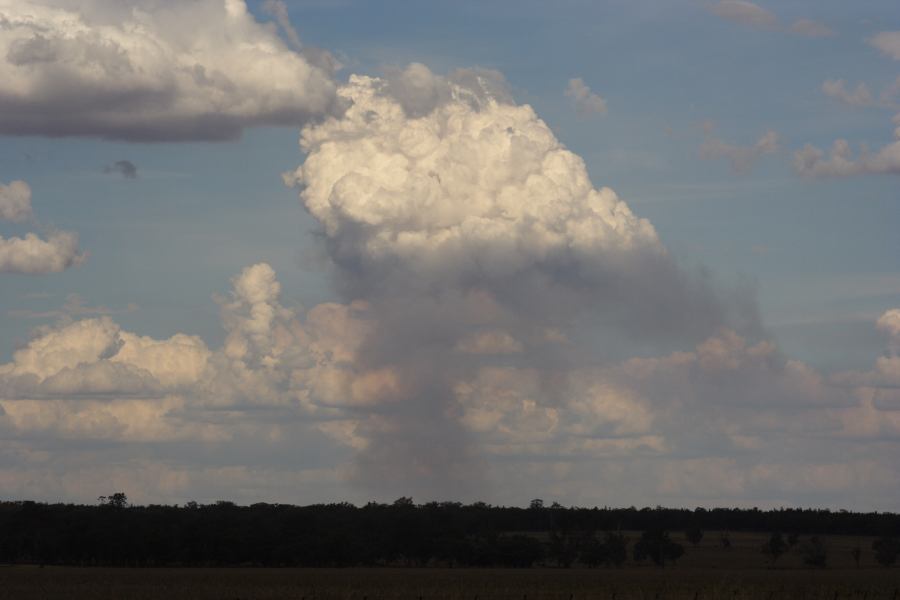 cumulus mediocris : E of Premer, NSW   13 December 2006