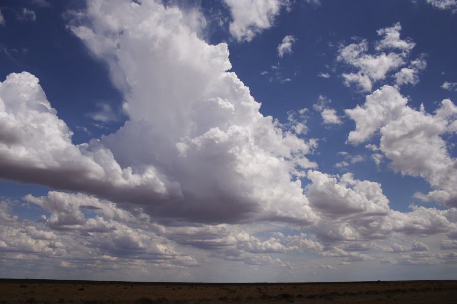 cumulus mediocris : 20km E of Hay, NSW   31 December 2006