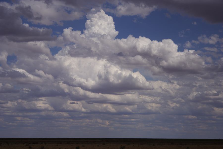 cumulus mediocris : 20km E of Hay, NSW   31 December 2006