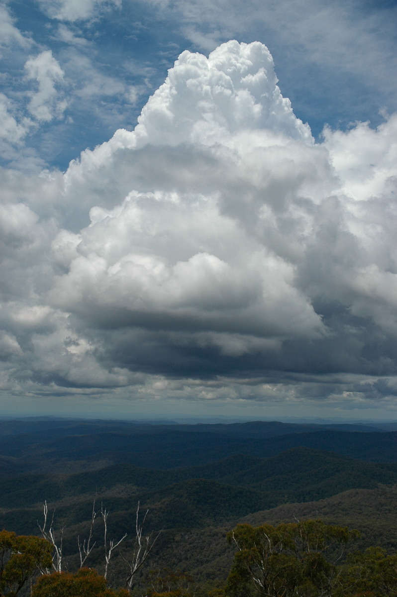 cumulus congestus : near Ebor, NSW   31 December 2006