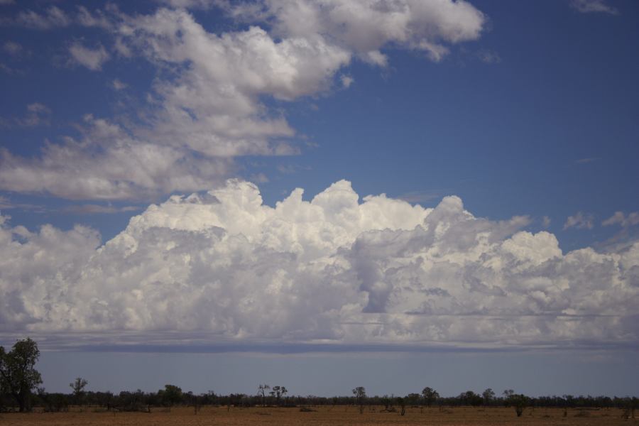thunderstorm cumulonimbus_calvus : ~20km N of Barringun, NSW   2 January 2007