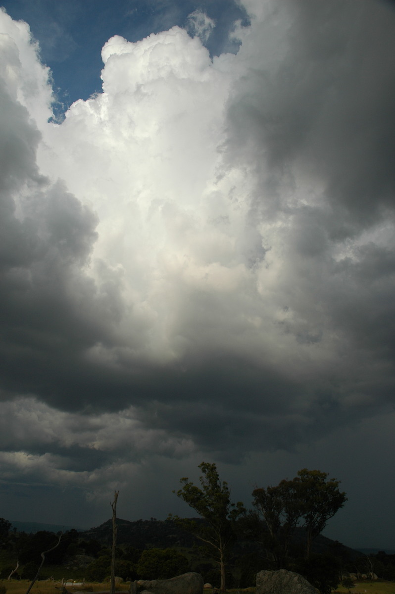 cumulus congestus : Tenterfield, NSW   12 January 2007