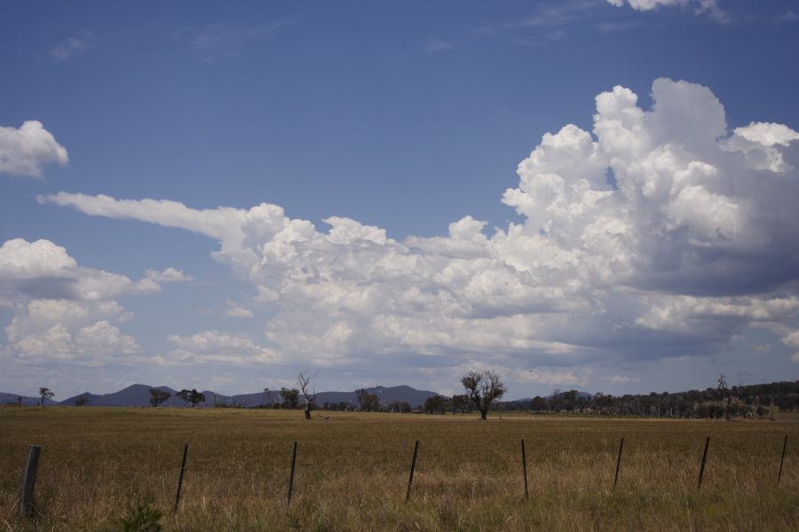 cumulus congestus : Deepwater, NSW   13 January 2007