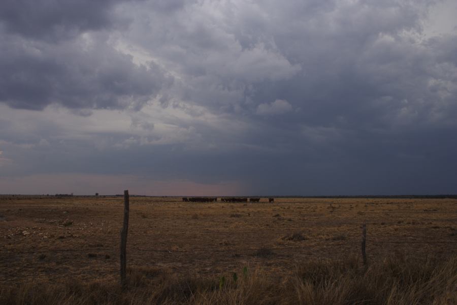 cumulonimbus thunderstorm_base : 40km N of Goondiwindi, NSW   14 January 2007