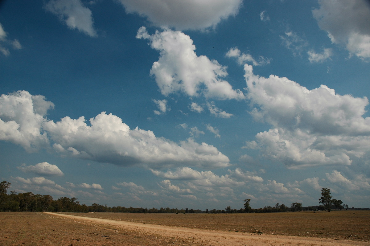 cumulus mediocris : SW of Milmerran, QLD   14 January 2007