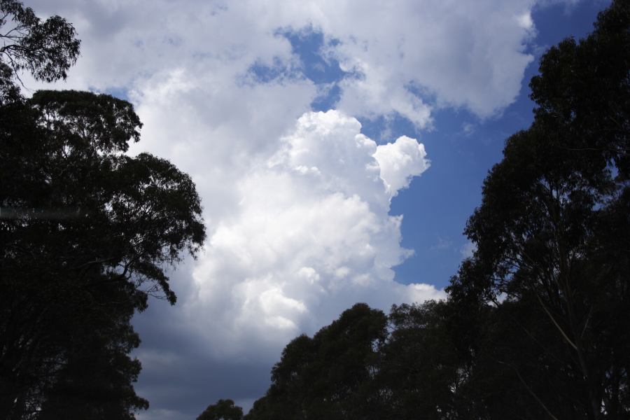 thunderstorm cumulonimbus_calvus : E of Lithgow, NSW   23 January 2007