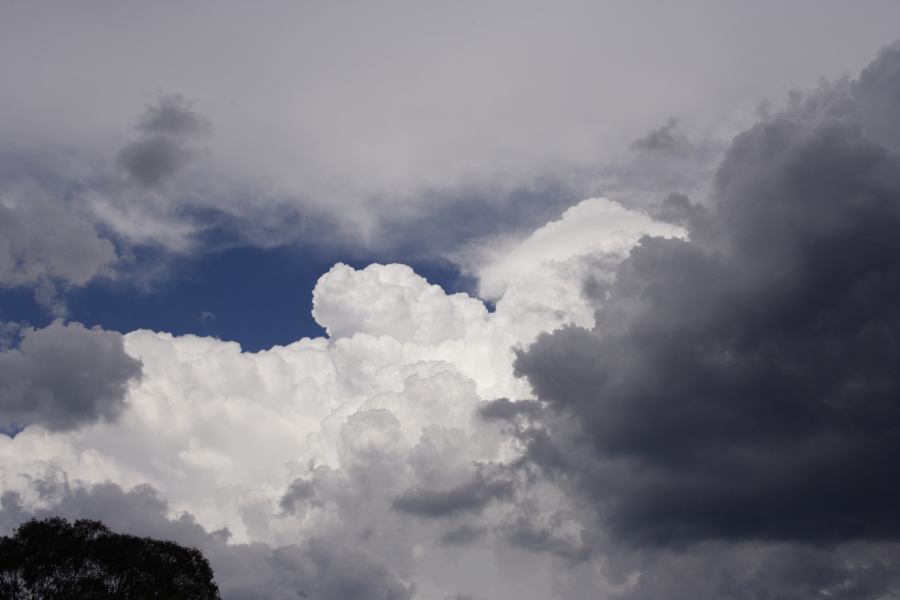 thunderstorm cumulonimbus_calvus : Bell, NSW   24 February 2007