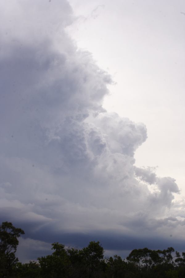 cumulonimbus thunderstorm_base : near Heathcote, NSW   1 March 2007