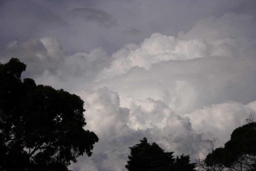 thunderstorm cumulonimbus_calvus : near Sutherland, NSW   8 March 2007