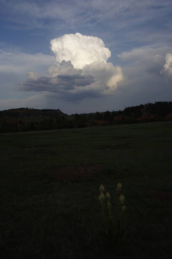 cumulus congestus : near Devil's Tower, Wyoming, USA   18 May 2007