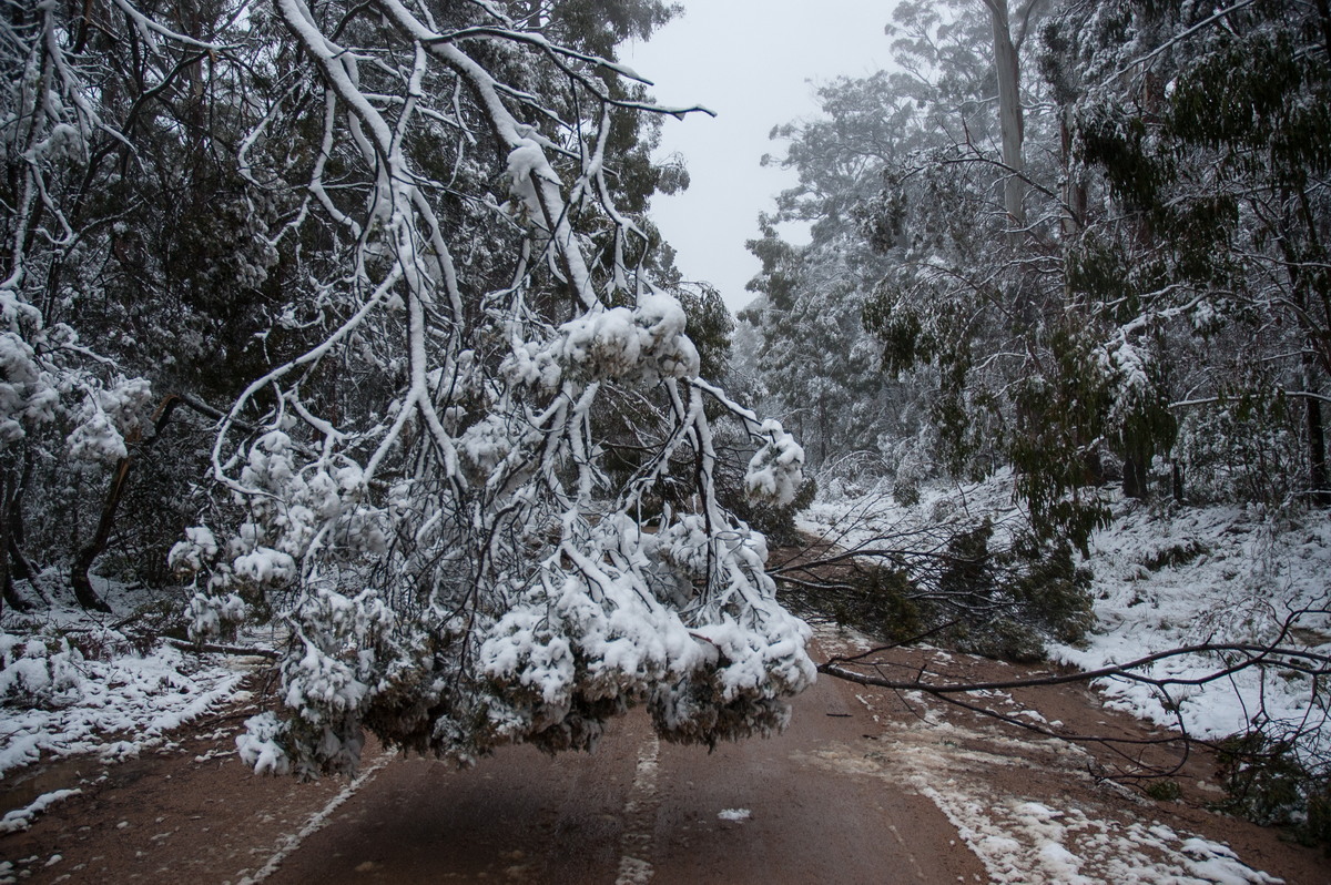 disasters storm_damage : near Tenterfield, NSW   9 June 2007