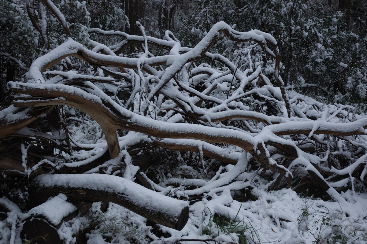 snow snow_pictures : near Tenterfield, NSW   9 June 2007