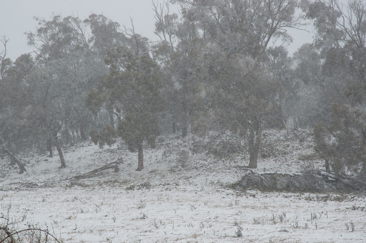 precipitation precipitation_rain : Ben Lomond, NSW   28 June 2007