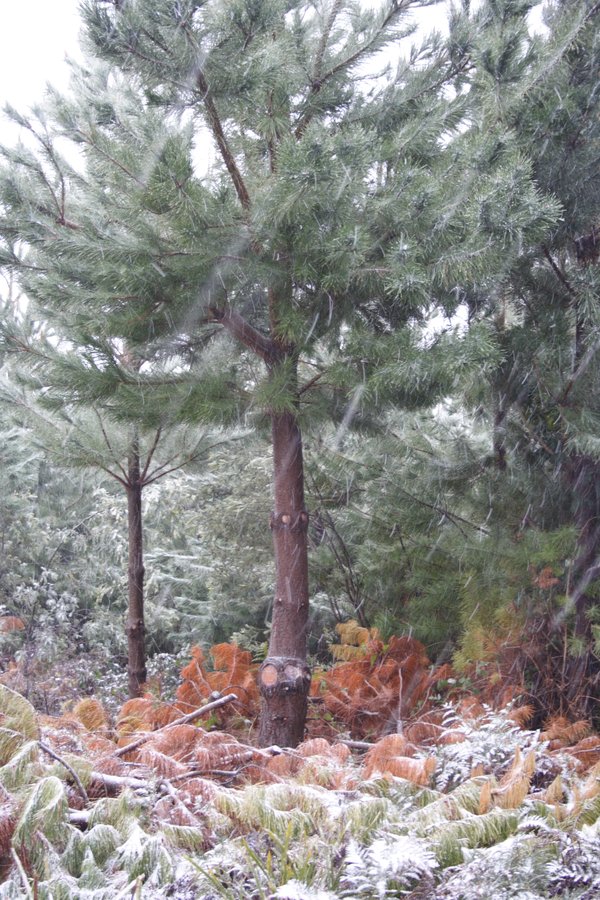 snow snow_pictures : near Shooters Hill, NSW   5 July 2007