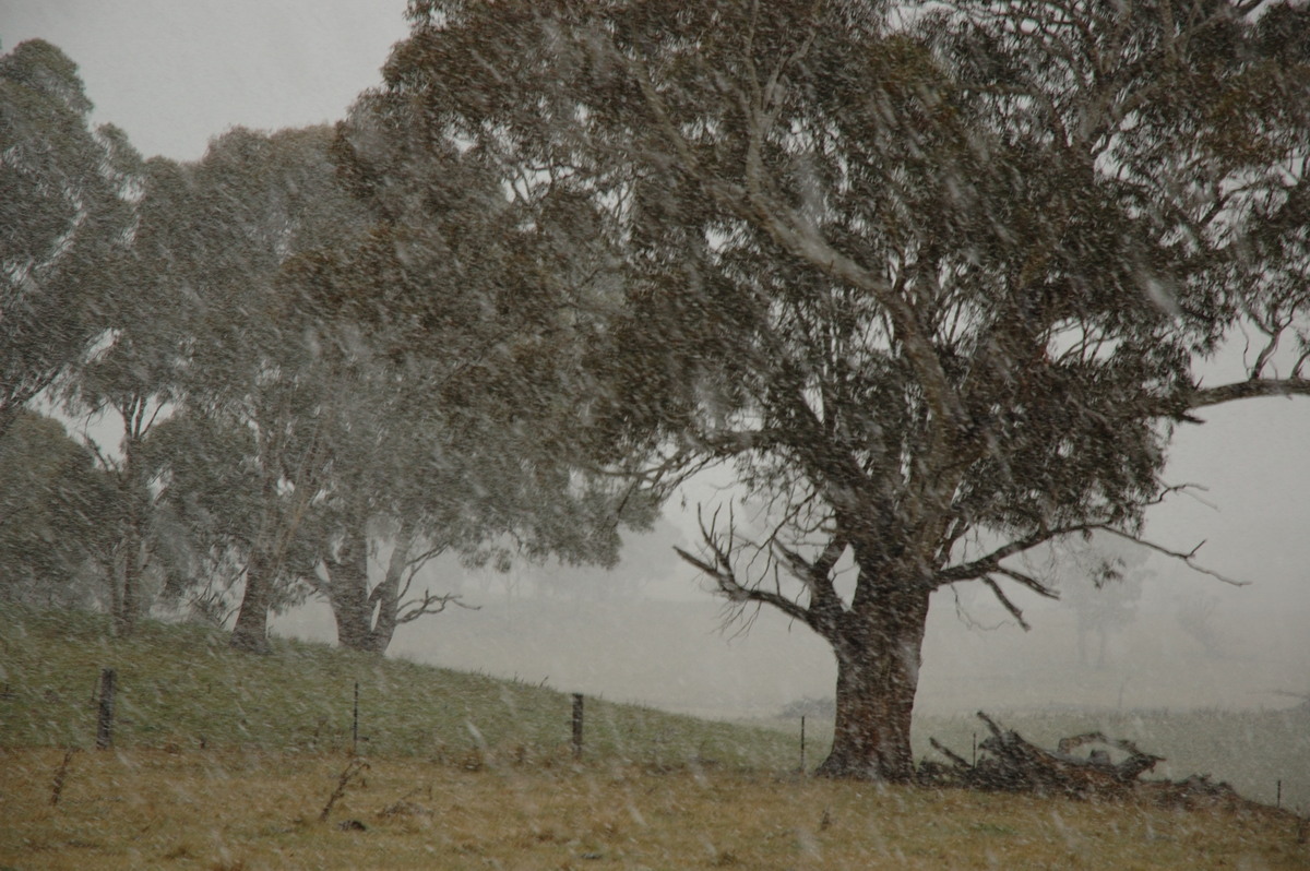 precipitation precipitation_rain : near Ben Lomond, NSW   8 July 2007