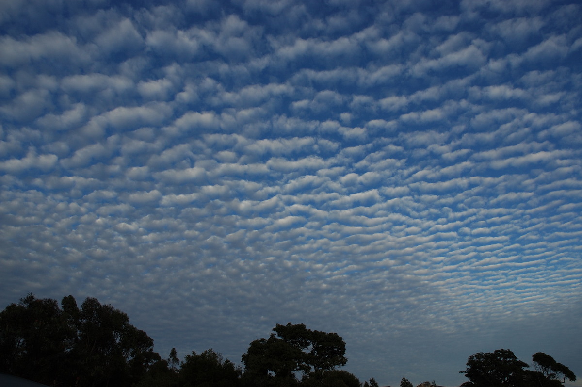 altocumulus mackerel_sky : McLeans Ridges, NSW   2 August 2007