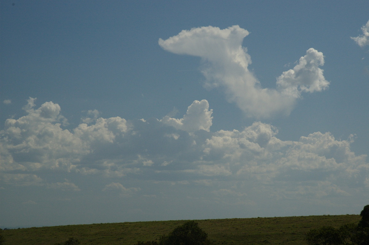 cumulus mediocris : Parrots Nest, NSW   6 October 2007