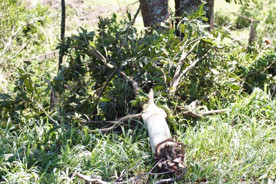 disasters storm_damage : Dunoon, NSW   27 October 2007